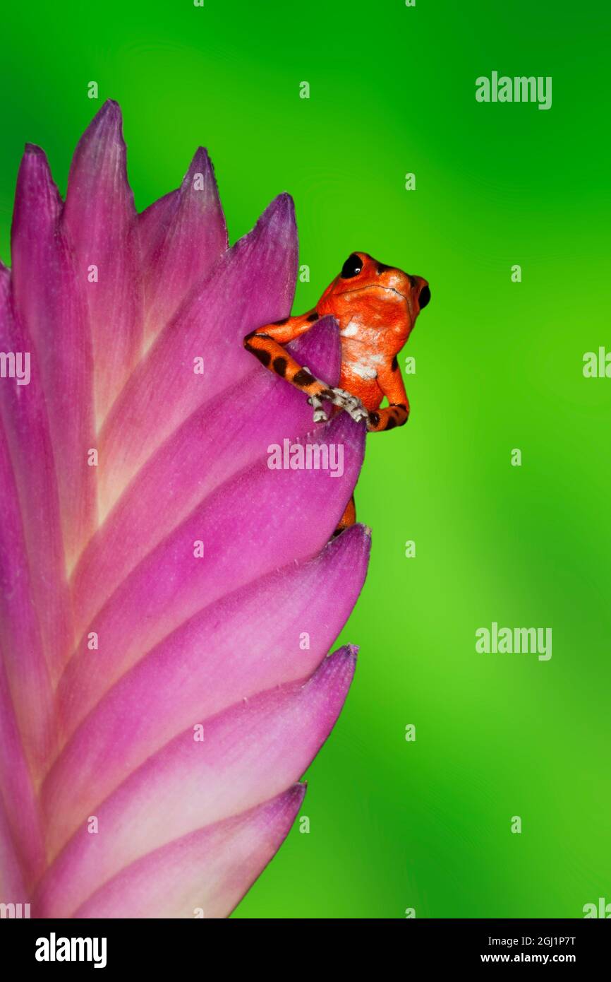 Poison Frog On Flower High Resolution Stock Photography And Images Alamy