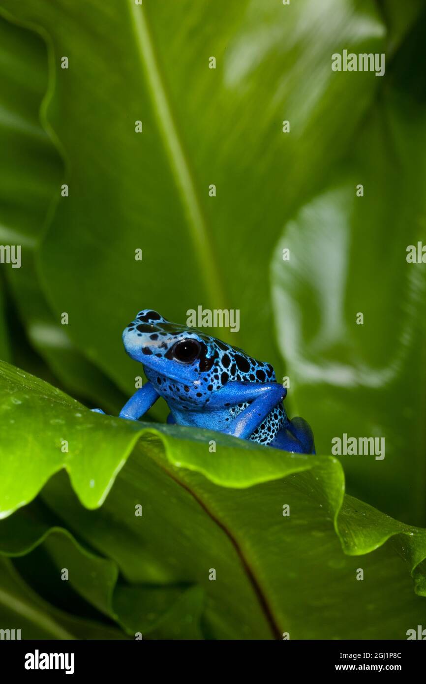 South America, Suriname. Blue dart frog on leaf.  Credit as: Dennis Flaherty / Jaynes Gallery / DanitaDelimont.com Stock Photo