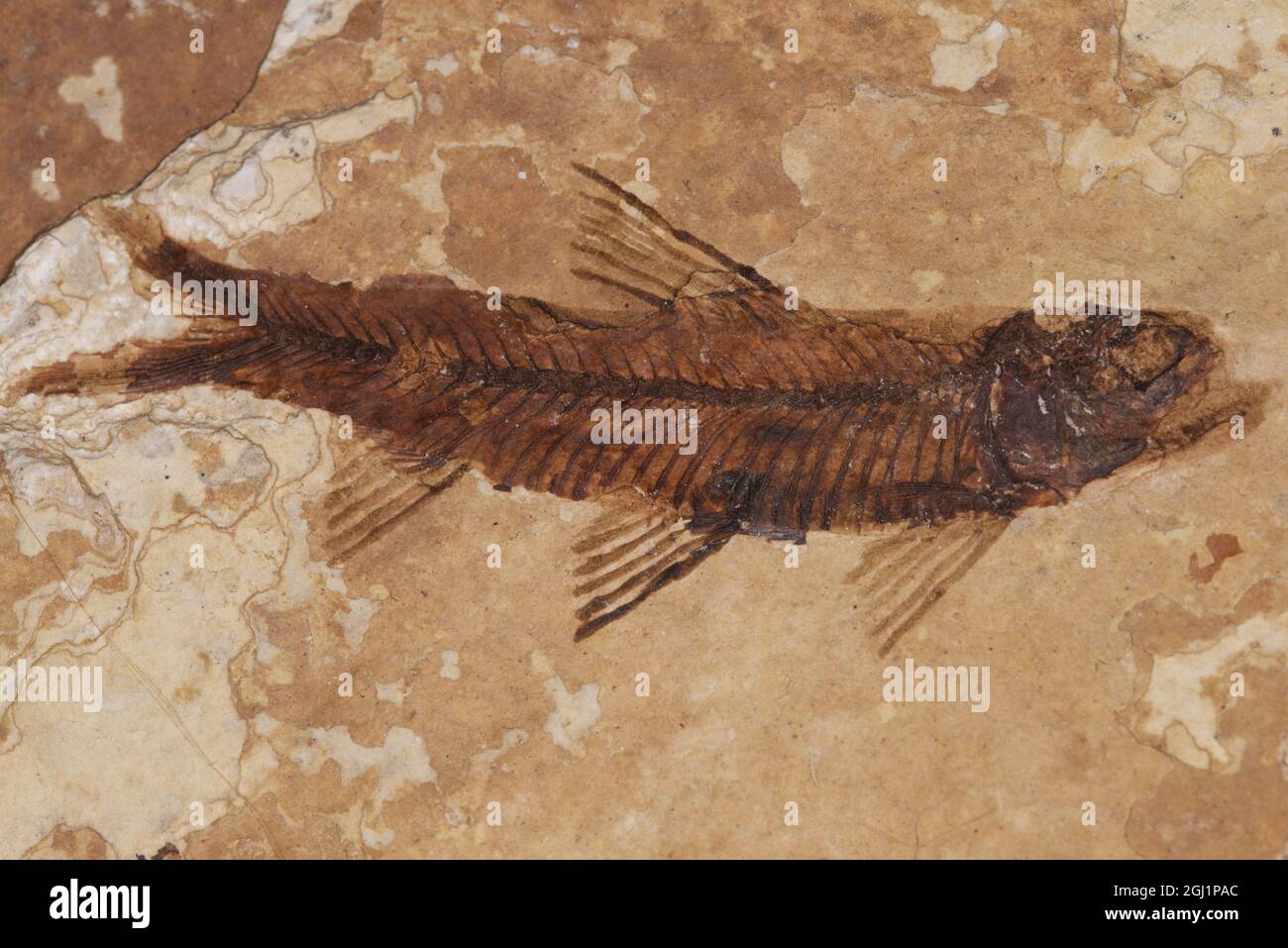 fossilised fish imprint on rock Stock Photo