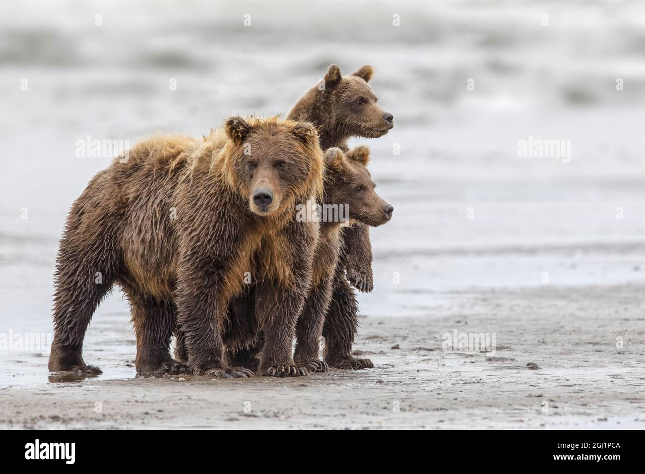 Female Brown bear and cubs, Silver Salmon Creek, Lake Clark National ...