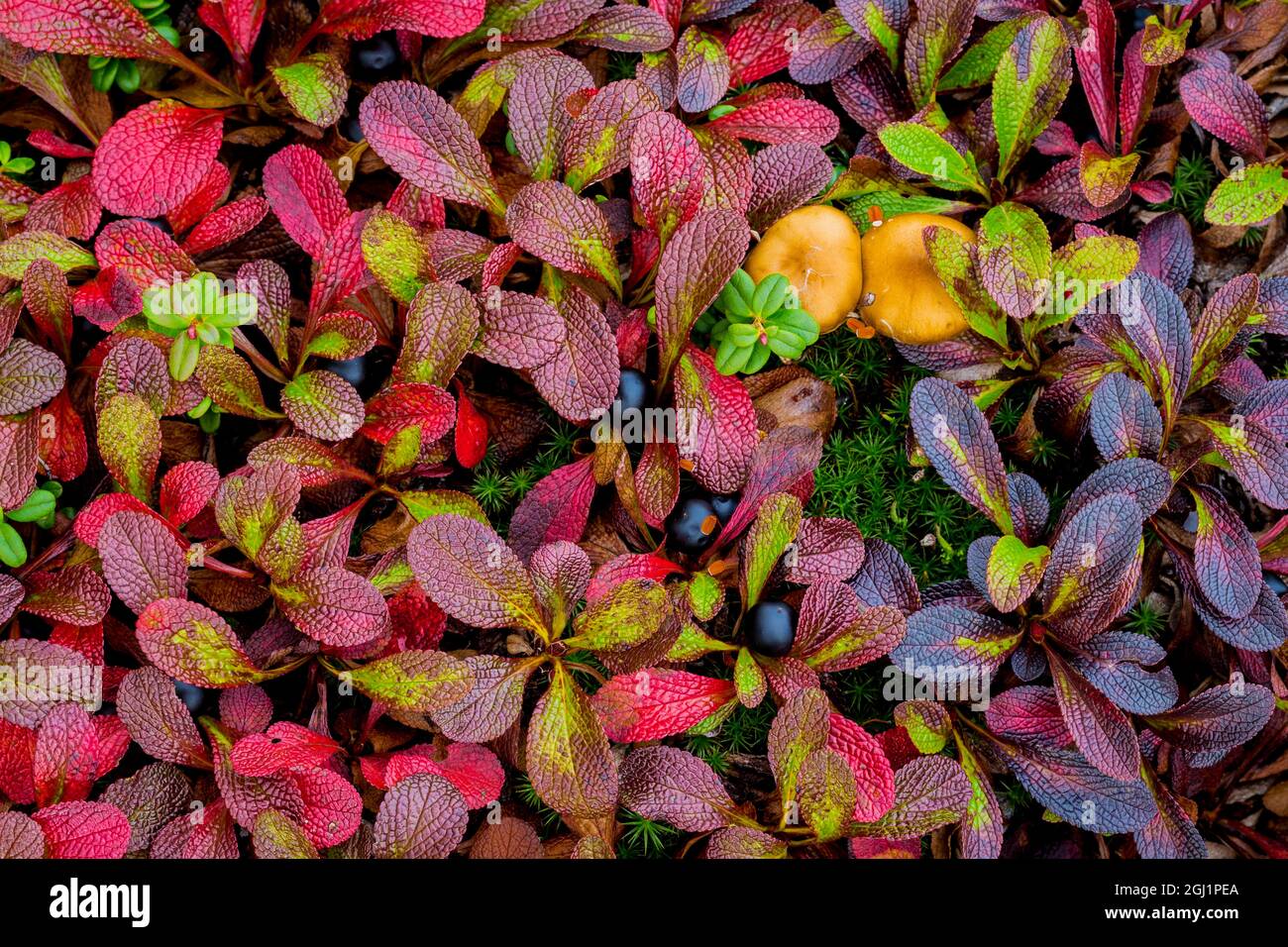 USA, Alaska, Dalton Highway. Alpine bearberry and crowberry. Credit as: Don Paulson / Jaynes Gallery / DanitaDelimont.com Stock Photo