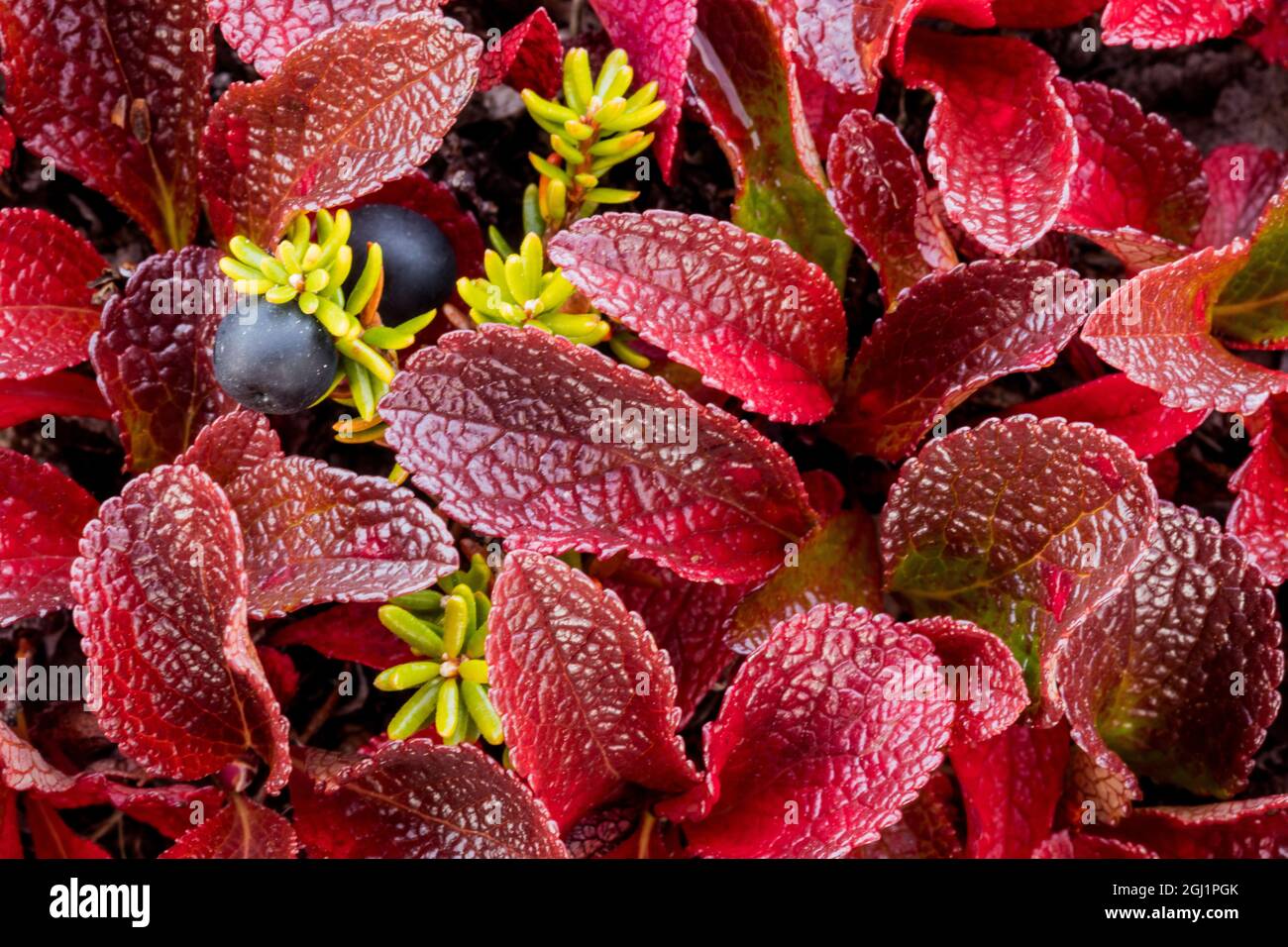 USA, Alaska. Close-up of alpine bearberry and crowberry plants. Credit as: Don Paulson / Jaynes Gallery / DanitaDelimont.com Stock Photo