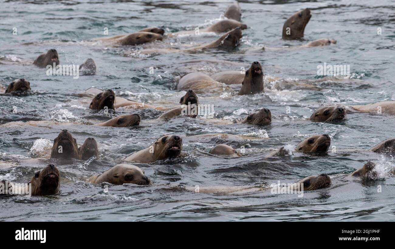 USA, Alaska, Inian Islands. Stellar sea lions swimming. Credit as: Don Paulson / Jaynes Gallery / DanitaDelimont.com Stock Photo