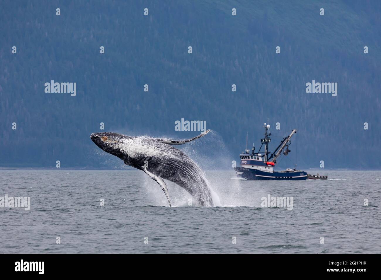 Whale breaching boat hi-res stock photography and images - Alamy