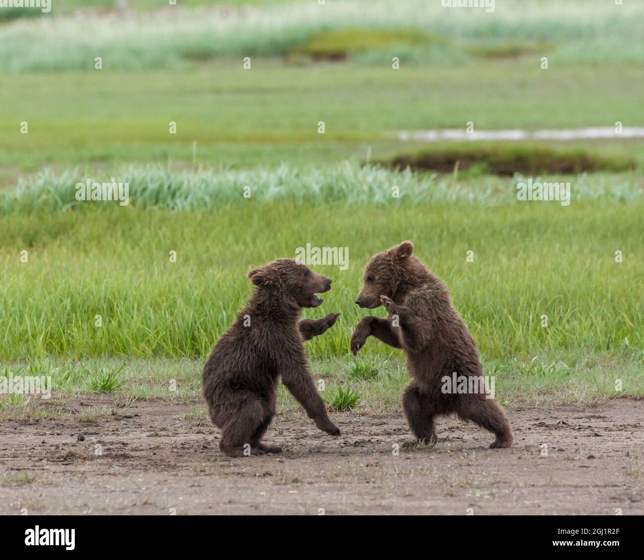 North America, USA, Alaska, Katmai National Park, Hallo Bay. Coastal Brown Bear, Grizzly, Ursus arctos. Twin grizzly bear cubs playing and wrestling. Stock Photo