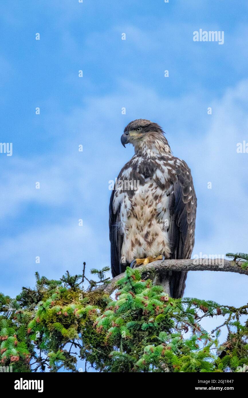Bald Eagle, Alaska, USA Stock Photo