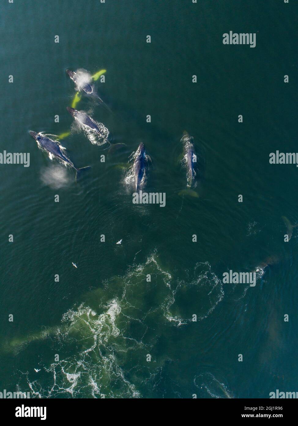 Humpback whale bubble aerial hi-res stock photography and images - Alamy