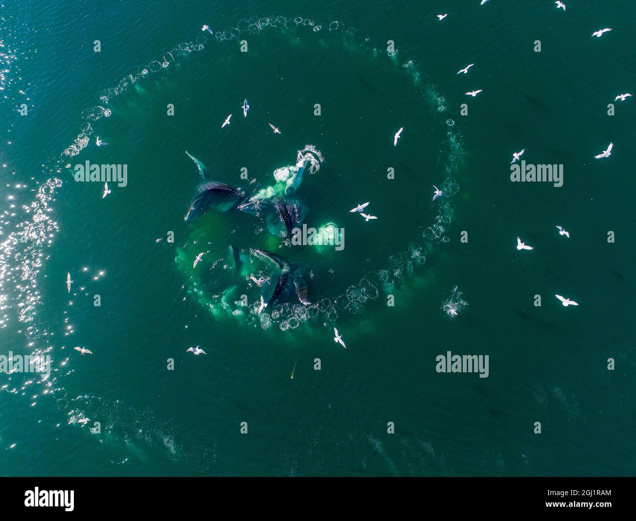 Humpback whale bubble net aerial hi-res stock photography and images ...