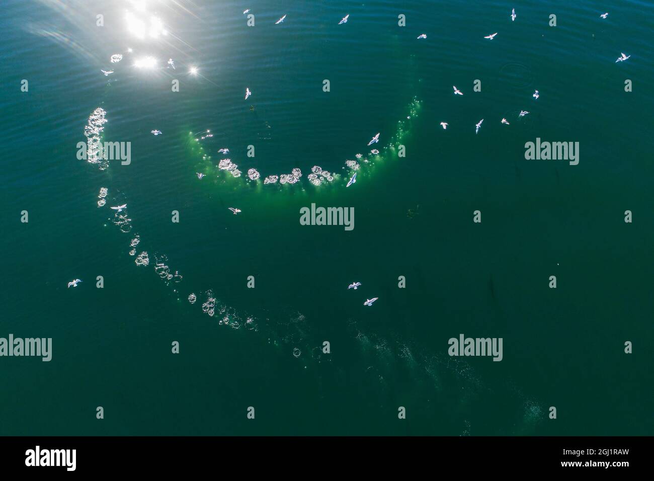 Humpback whale bubble net aerial hi-res stock photography and images ...