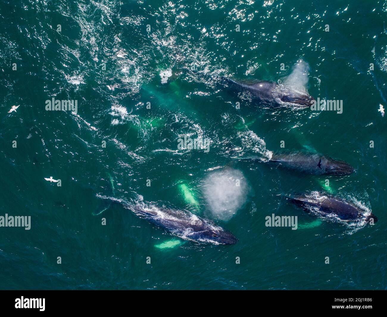 Humpback whale bubble net aerial hi-res stock photography and images ...
