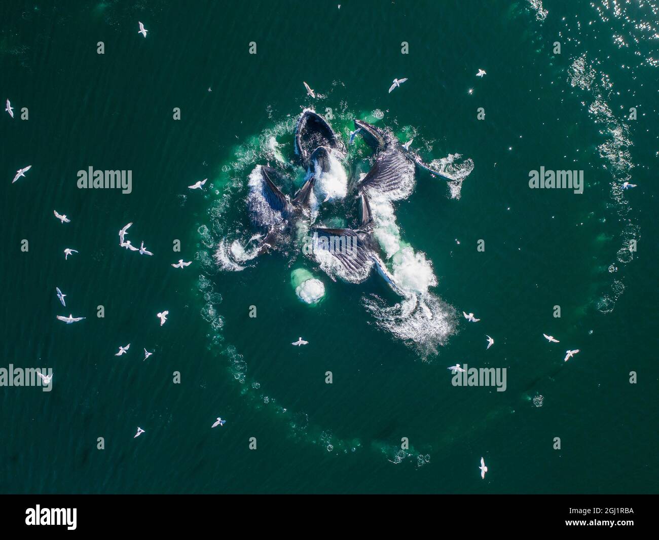 Humpback whale bubble net aerial hi-res stock photography and images ...