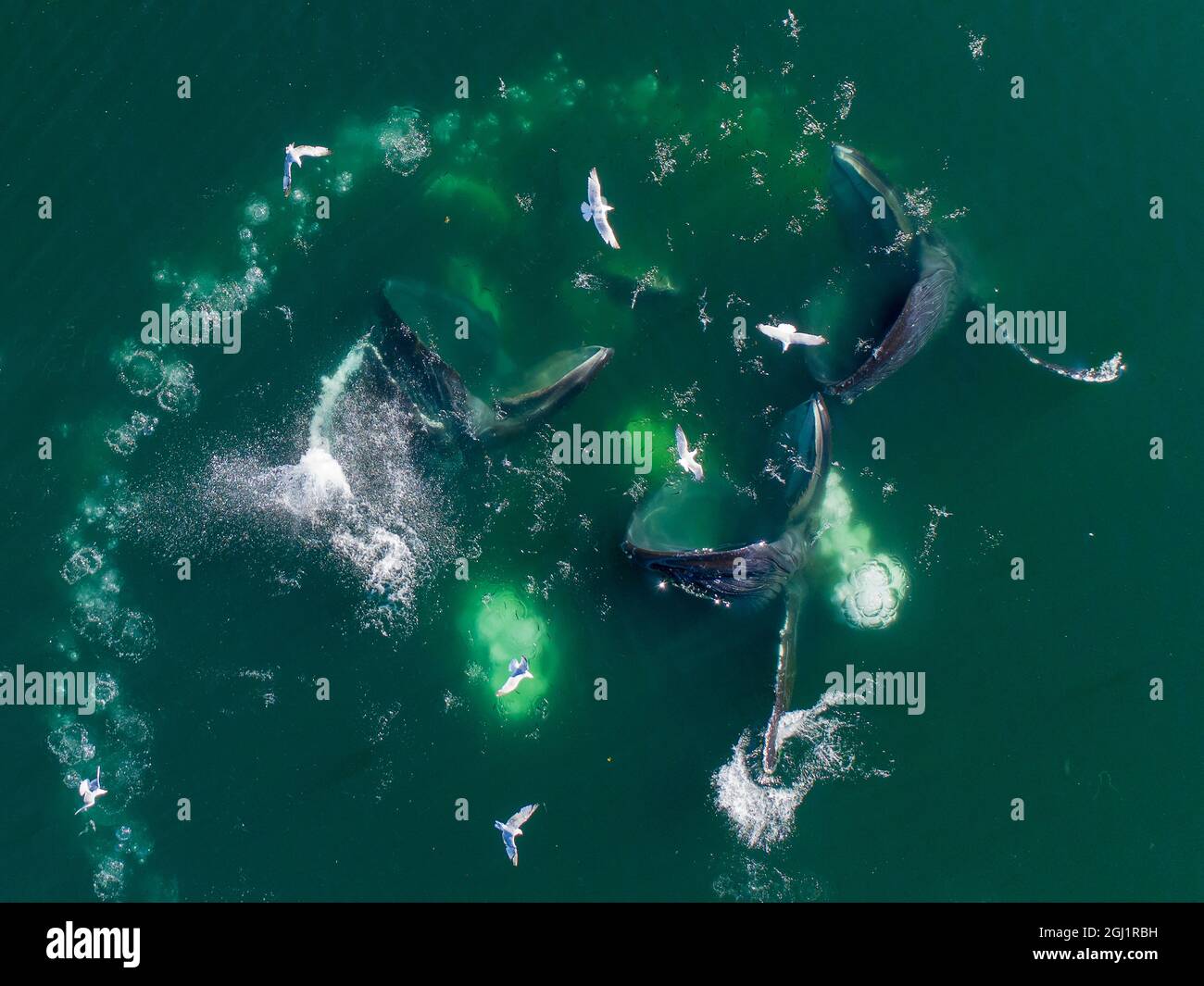 USA, Alaska, Aerial view of Humpback Whales (Megaptera novaeangliae