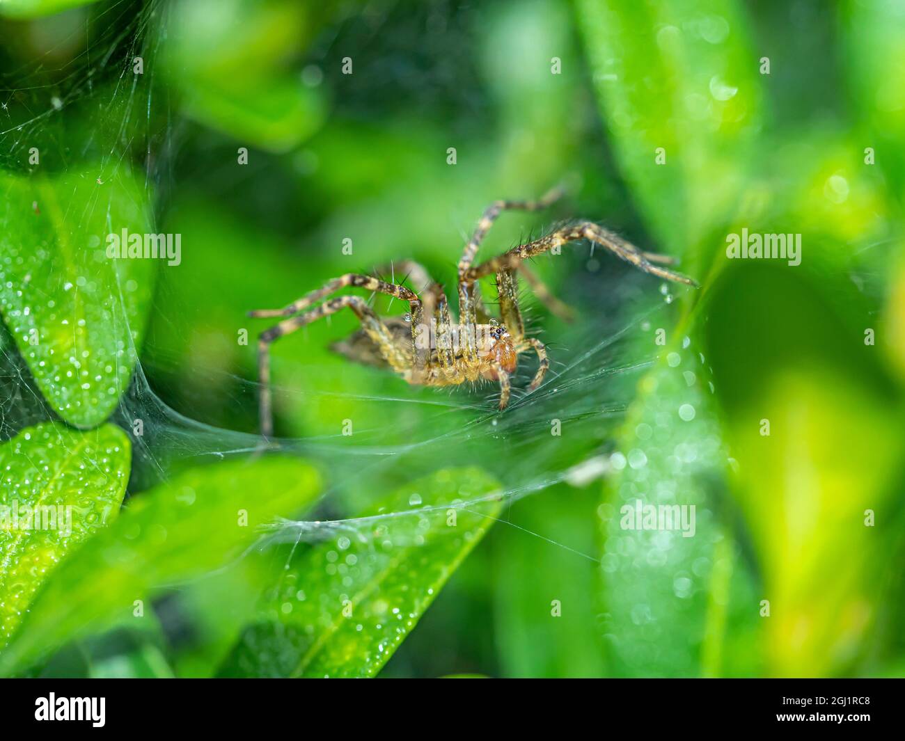 Funnel-web spider refers to many different species of spider, particularly those that spin a web in the shape of a funnel: Stock Photo
