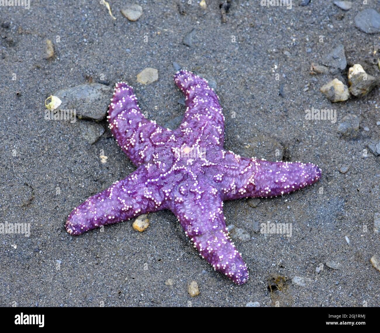 Starfish alaska usa hi-res stock photography and images - Alamy