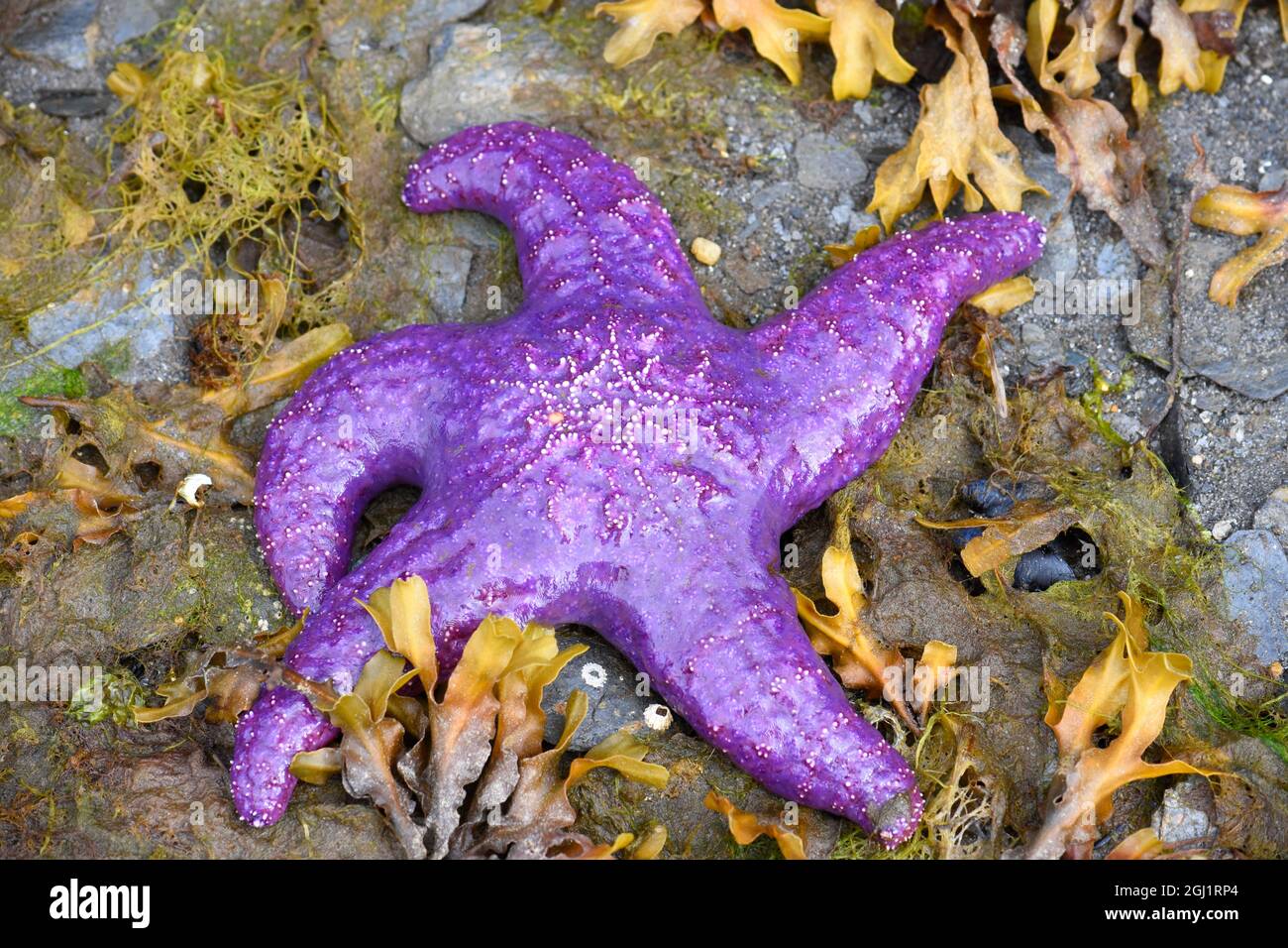 Alaska, Ketchikan, Sea star (Pisaster orchraceus Stock Photo Alamy