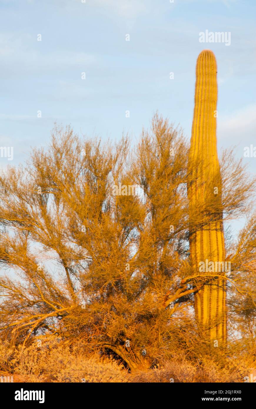 yadah cactus sunscreen CACTUS SOFT SUNSTICK – Yadah Cosmetics