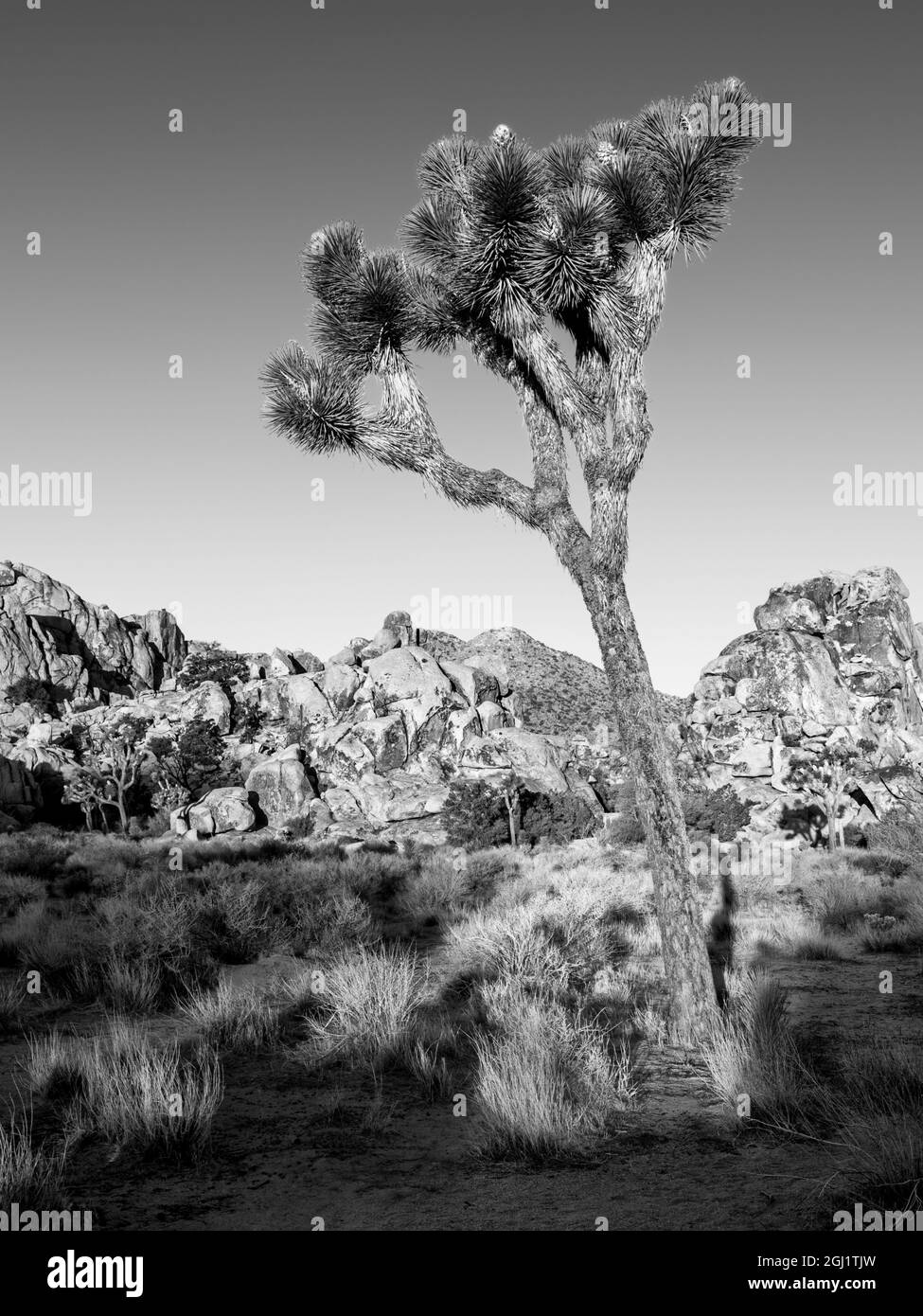 USA, California, Joshua Tree National Park, Joshua tree lit by early