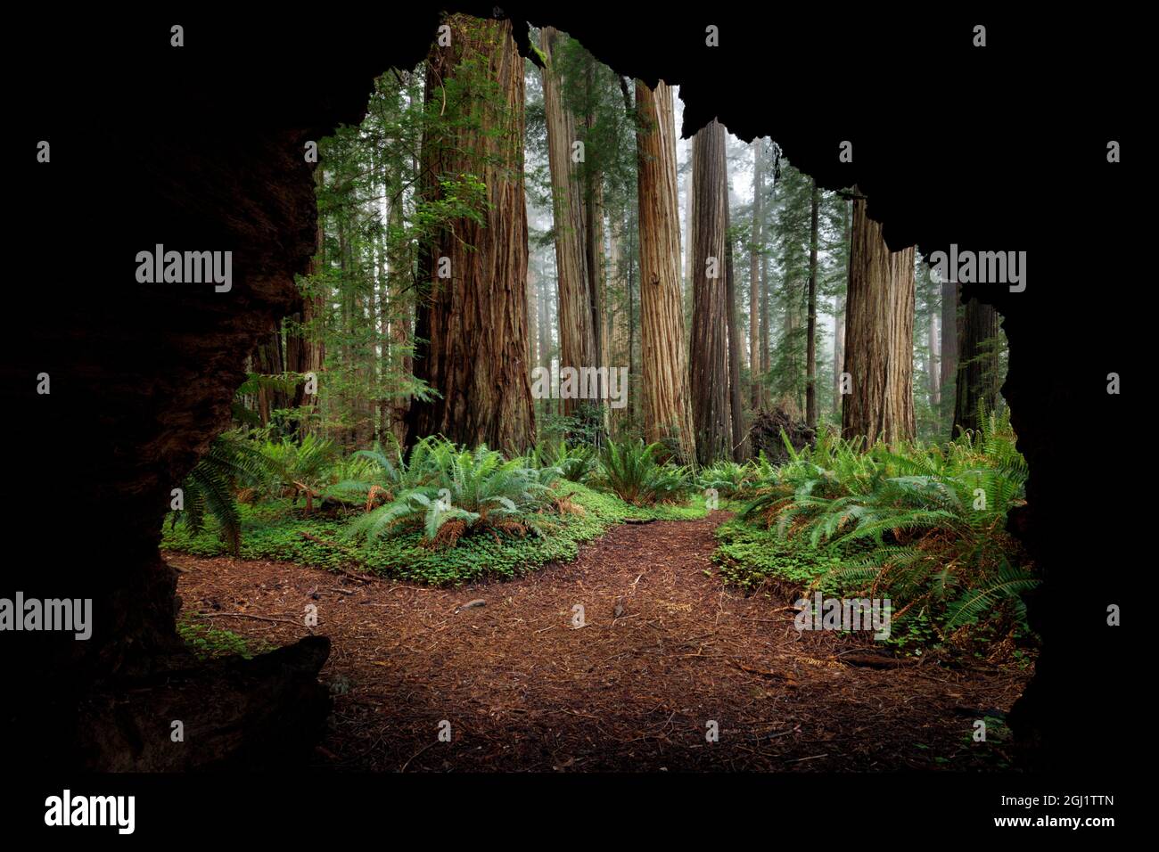 View from inside fallen giant redwood tree of surrounding redwood forest, Stout Memorial Grove