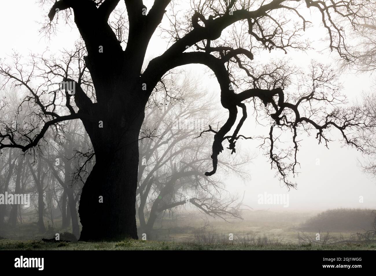 California oak tree in fog hi-res stock photography and images - Alamy