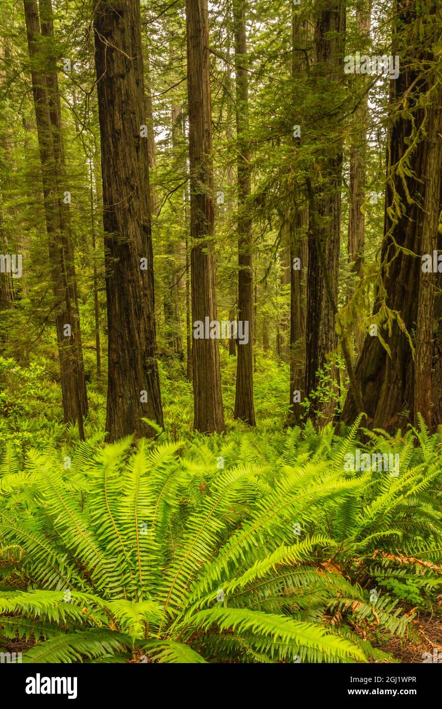 USA, California, Redwoods National and State Parks. Ferns and redwood forest. Credit as: Cathy & Gordon Illg / Jaynes Gallery / DanitaDelimont.com Stock Photo