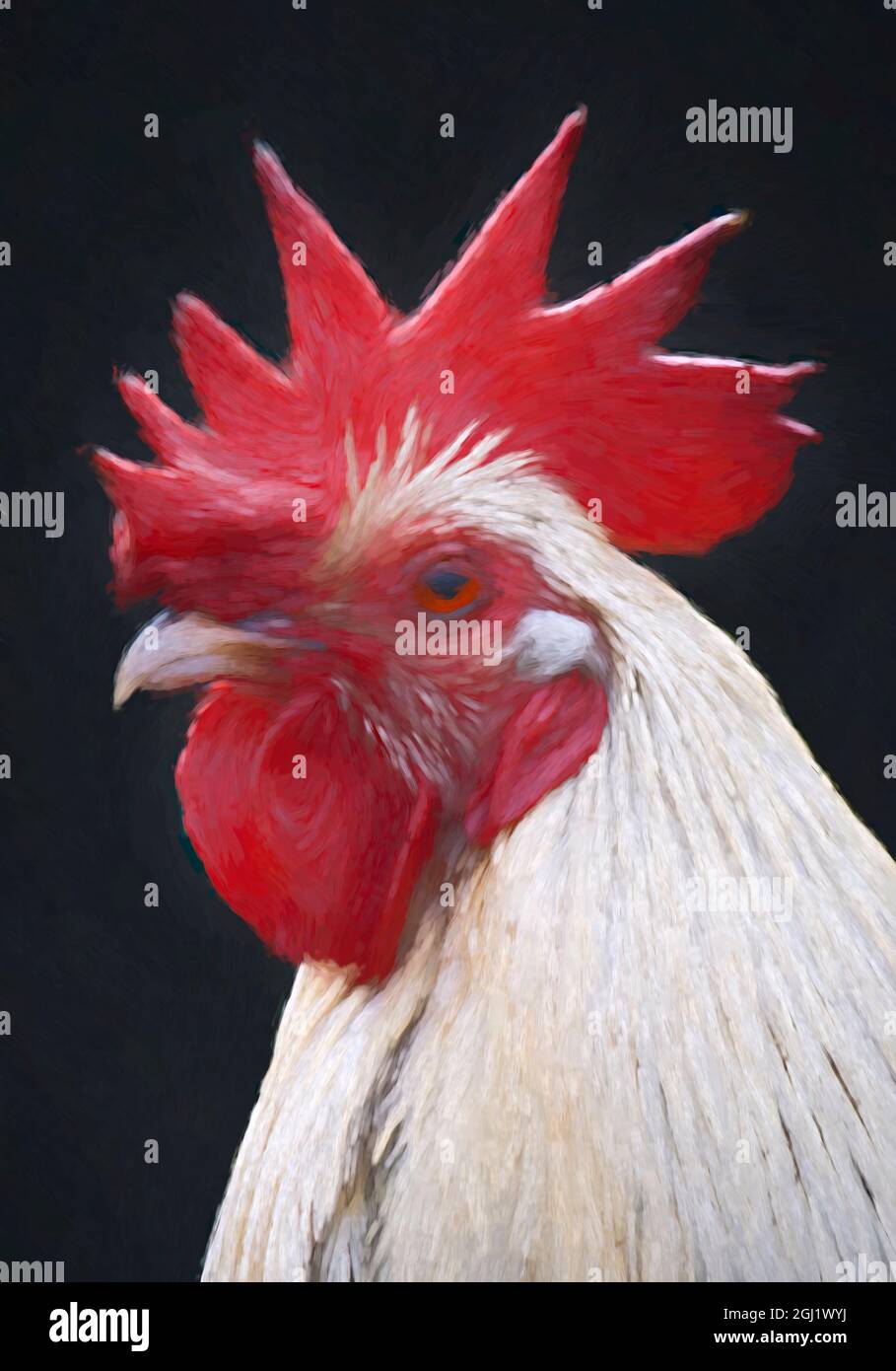 USA, California. Portrait of rooster head Stock Photo Alamy