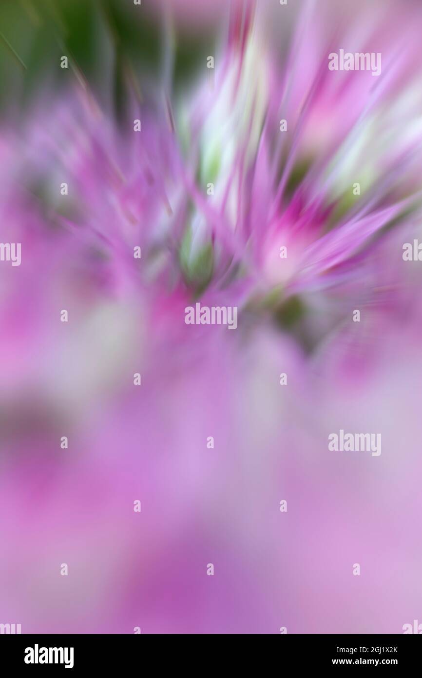 USA, California. Pink sedum flowers abstract. Stock Photo