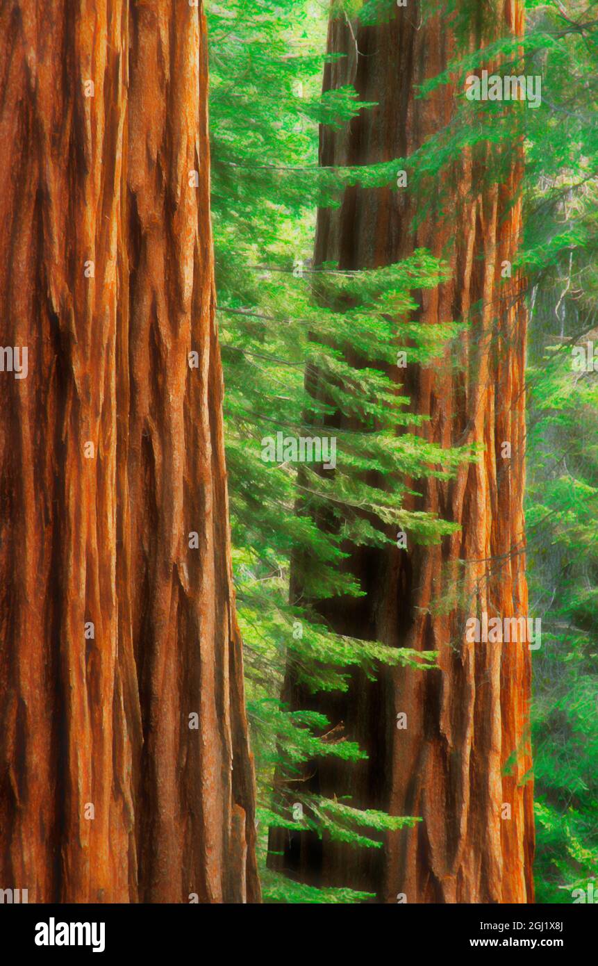 USA, California, Yosemite National Park. Abstract of sequoia tress in Mariposa Grove. Stock Photo