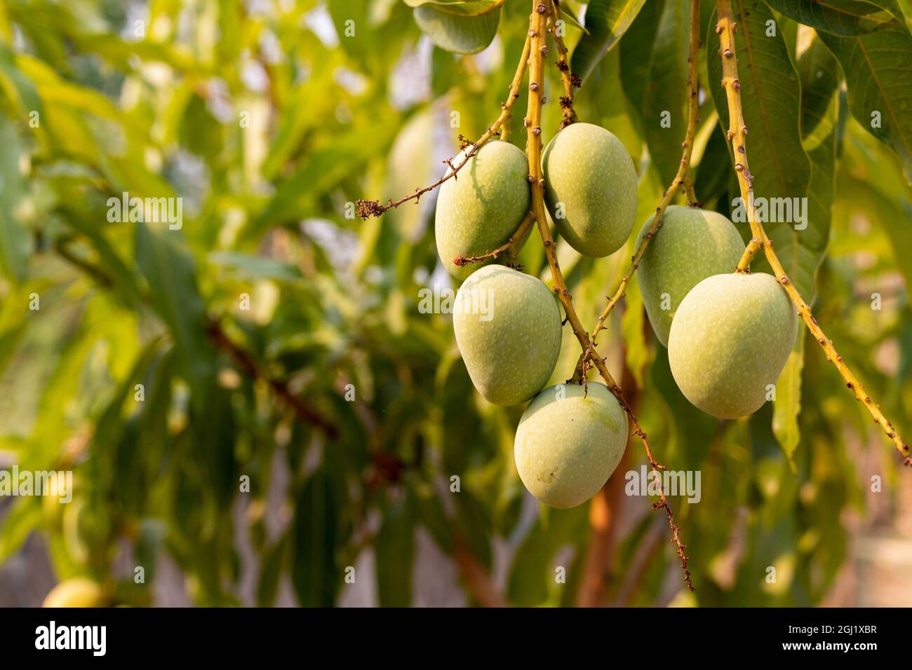 Raw wild green mangoes hanging on branch of mango tree Stock Photo Alamy