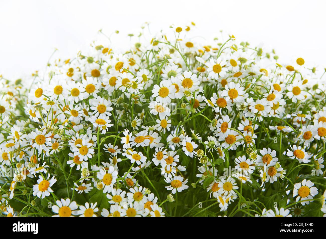 huge Matricaria chamomilla bouquet isolated on white background. luxury ...