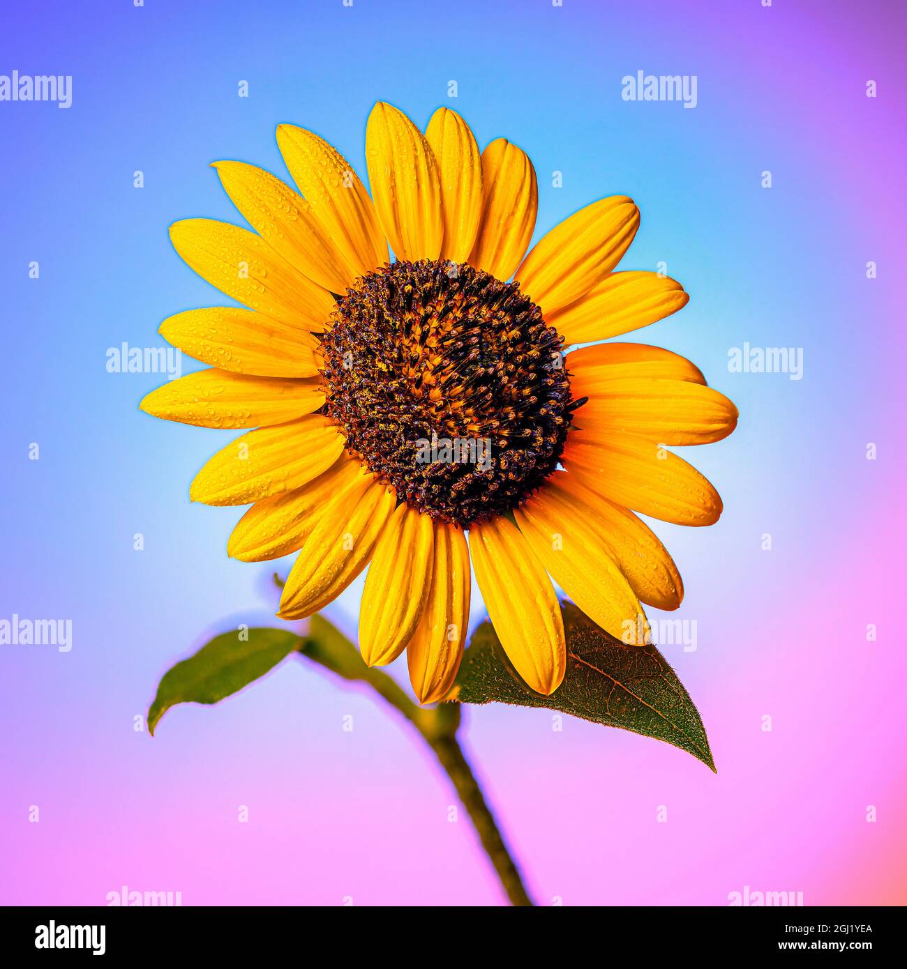 Wild sunflower colorado hires stock photography and images Alamy
