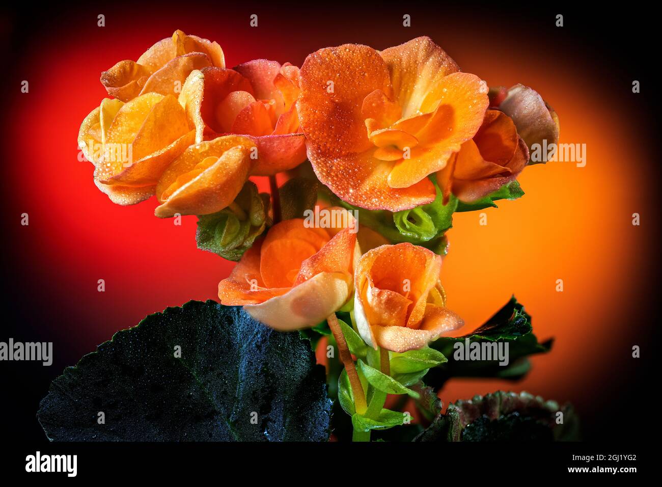 USA, Colorado, Fort Collins. Orange begonia flowers close-up. Credit as Fred Lord / Jaynes Gallery / DanitaDelimont.com Stock Photo