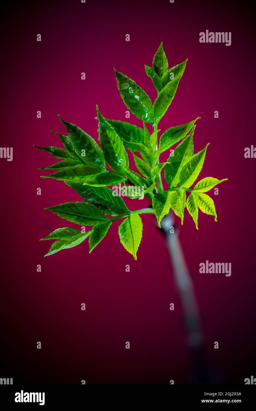 USA, Colorado, Fort Collins. Ash tree first leaves Stock Photo - Alamy