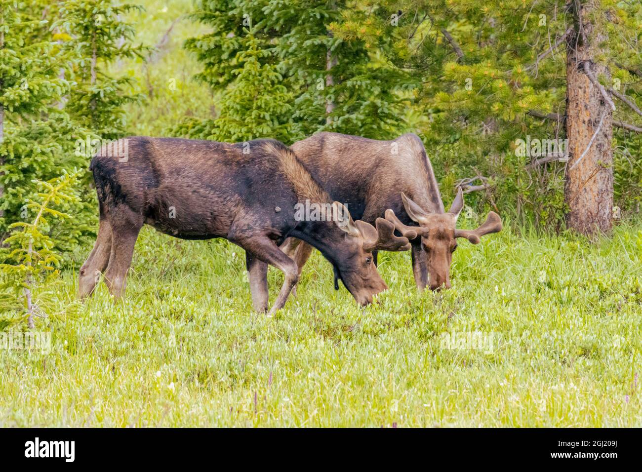 USA, Colorado, Cameron Pass. Two bachelor bull moose grazing in meadow. Stock Photo