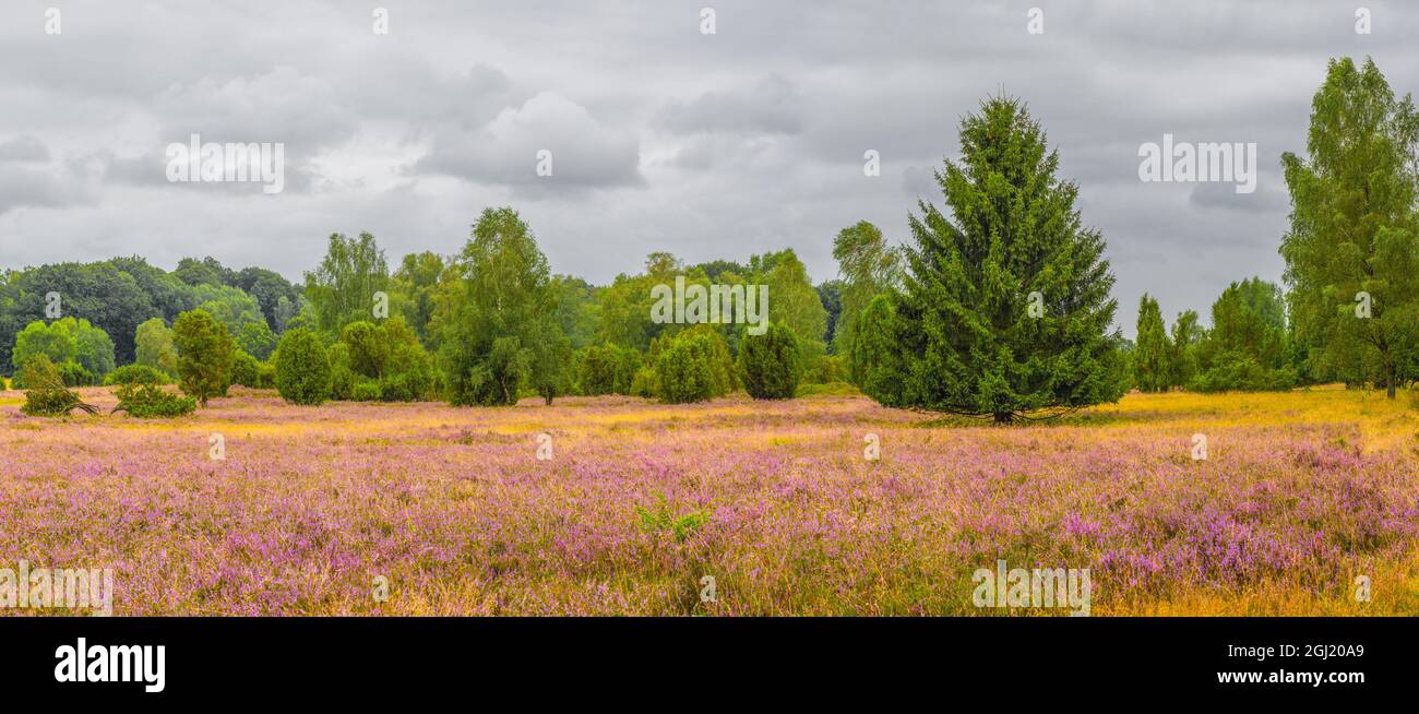Fir tree in the Lueneburg Heath a nature reserve in Northern Germany ...