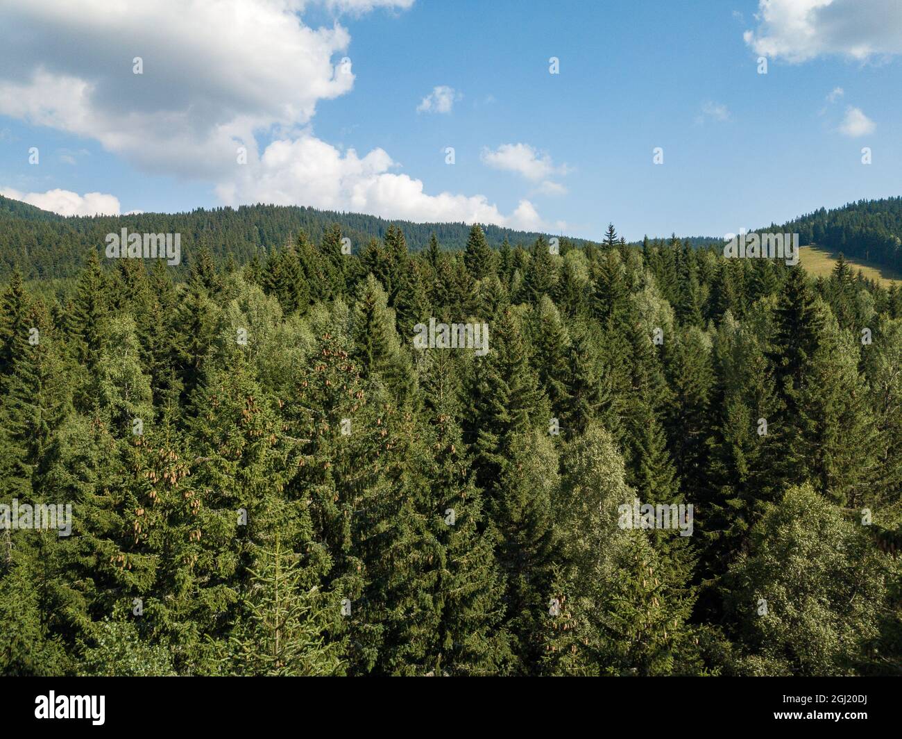 Aerial view of green trees in dense forests on a mountain Stock Photo ...