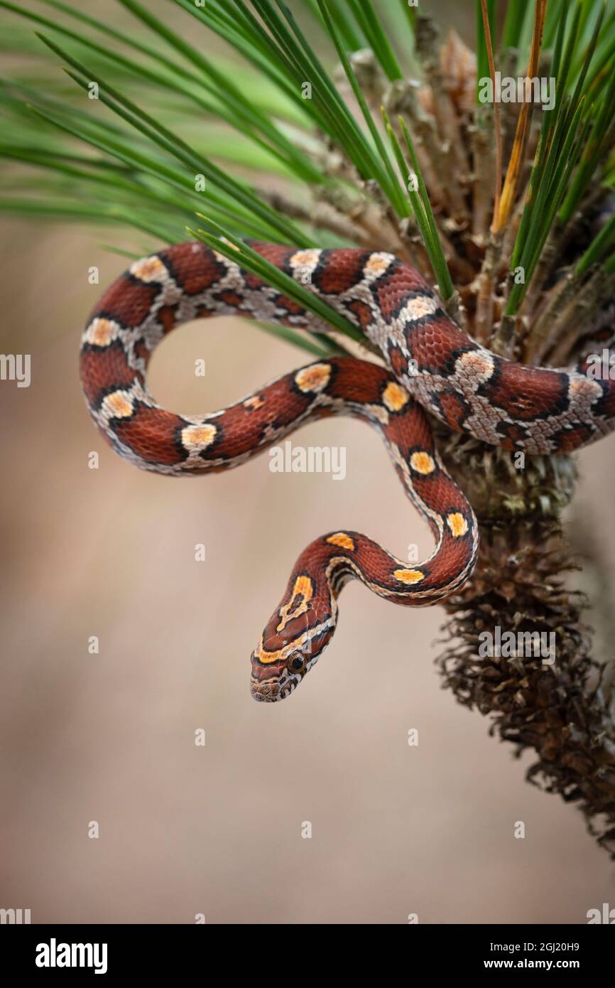 Corn Snake in longleaf pine. A docile nonvenomous snake found