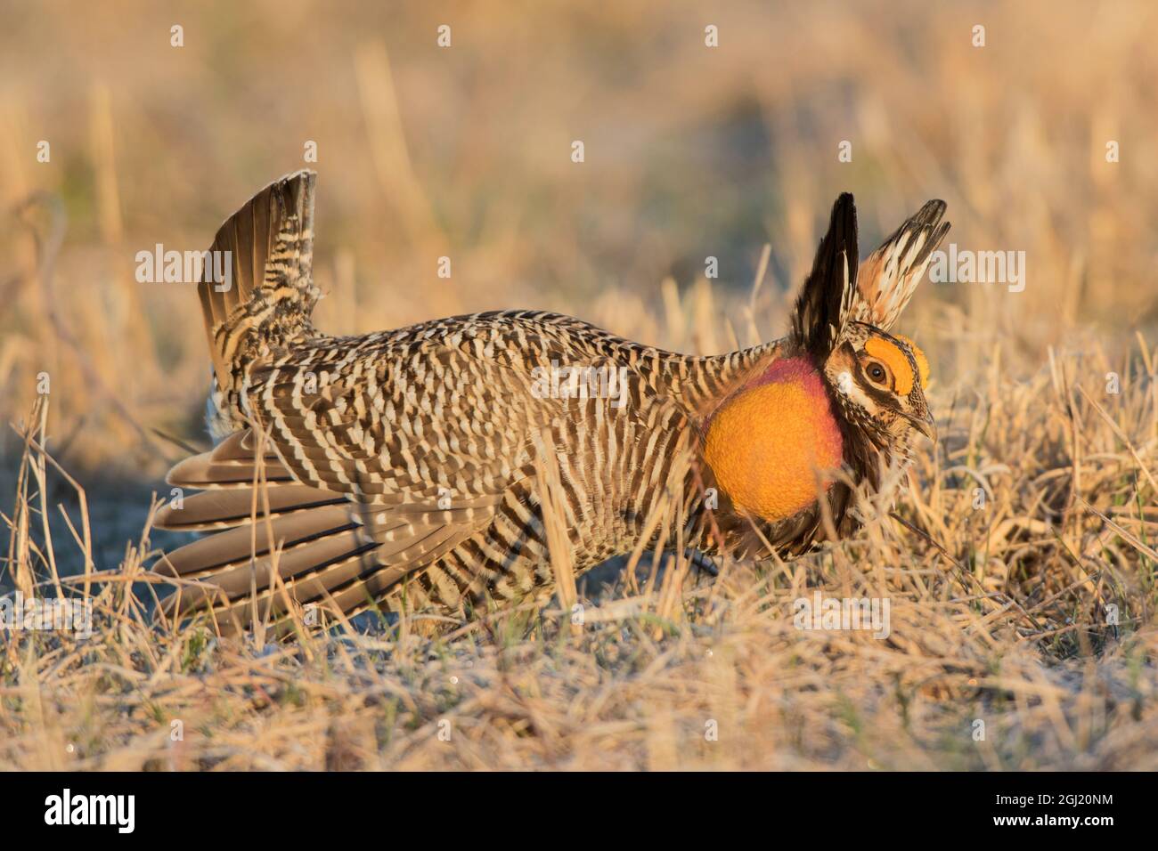 00842-05001 Greater Prairie-Chicken (Tympanuchus cupido) male displaying/booming on lek Prairie Ridge State Natural Area, Marion Co. IL Stock Photo