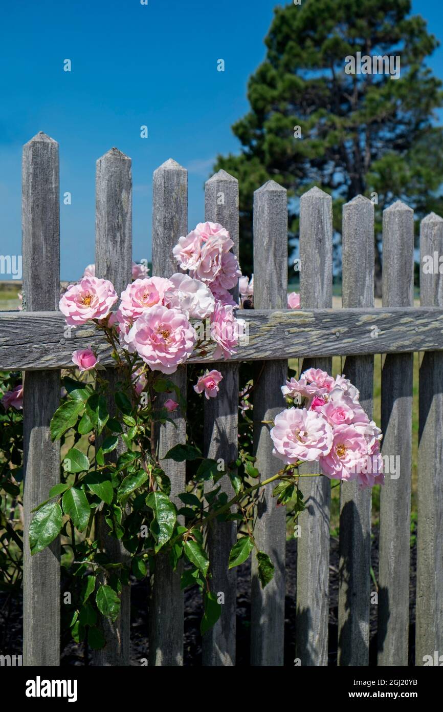 Pink rose by fence Stock Photo - Alamy