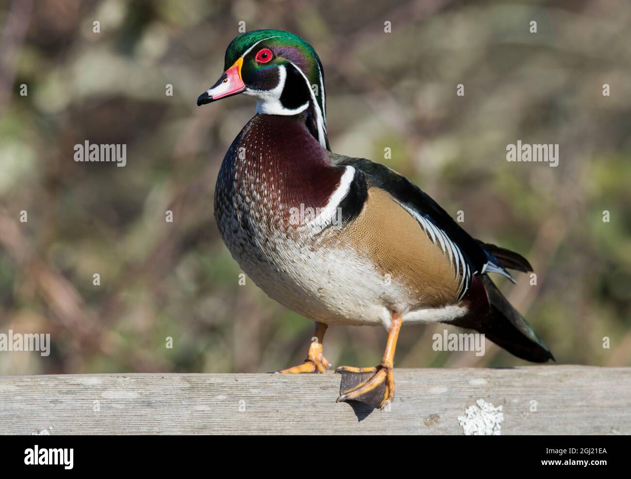 The wood duck or Carolina duck (Aix sponsa), a species of perching duck