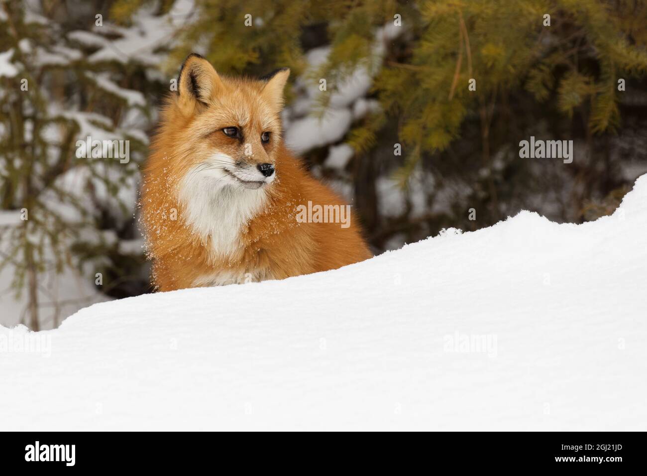 Adam fox hi-res stock photography and images - Page 15 - Alamy