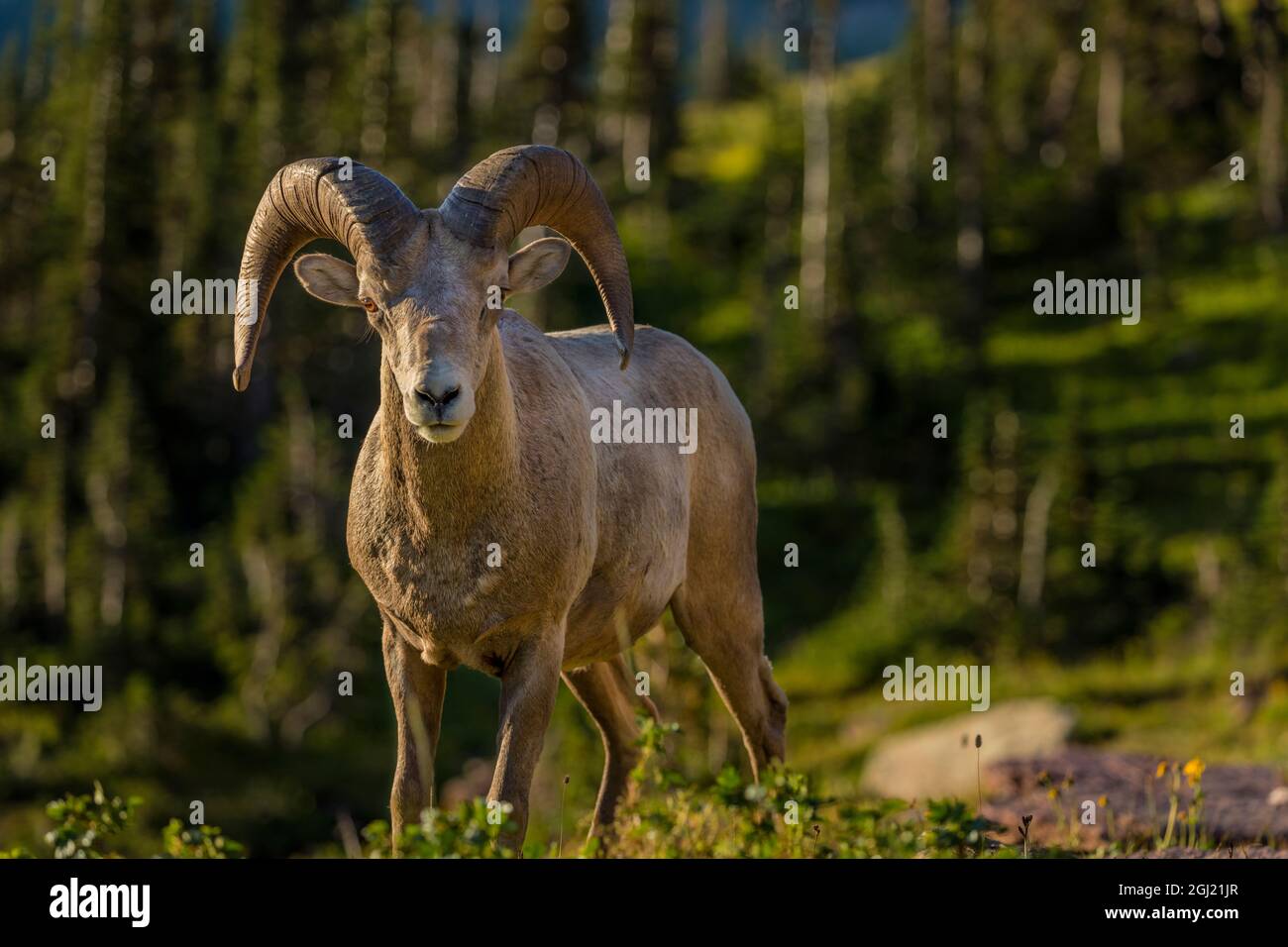 Bighorn sheep ram in Glacier National Park, Montana, USA Stock Photo ...