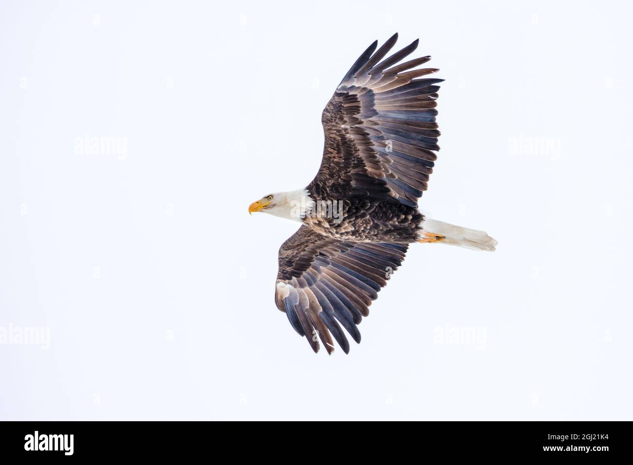 Mature bald eagle in flight at Ninepipe WMA near Ronan, Montana, USA Stock Photo