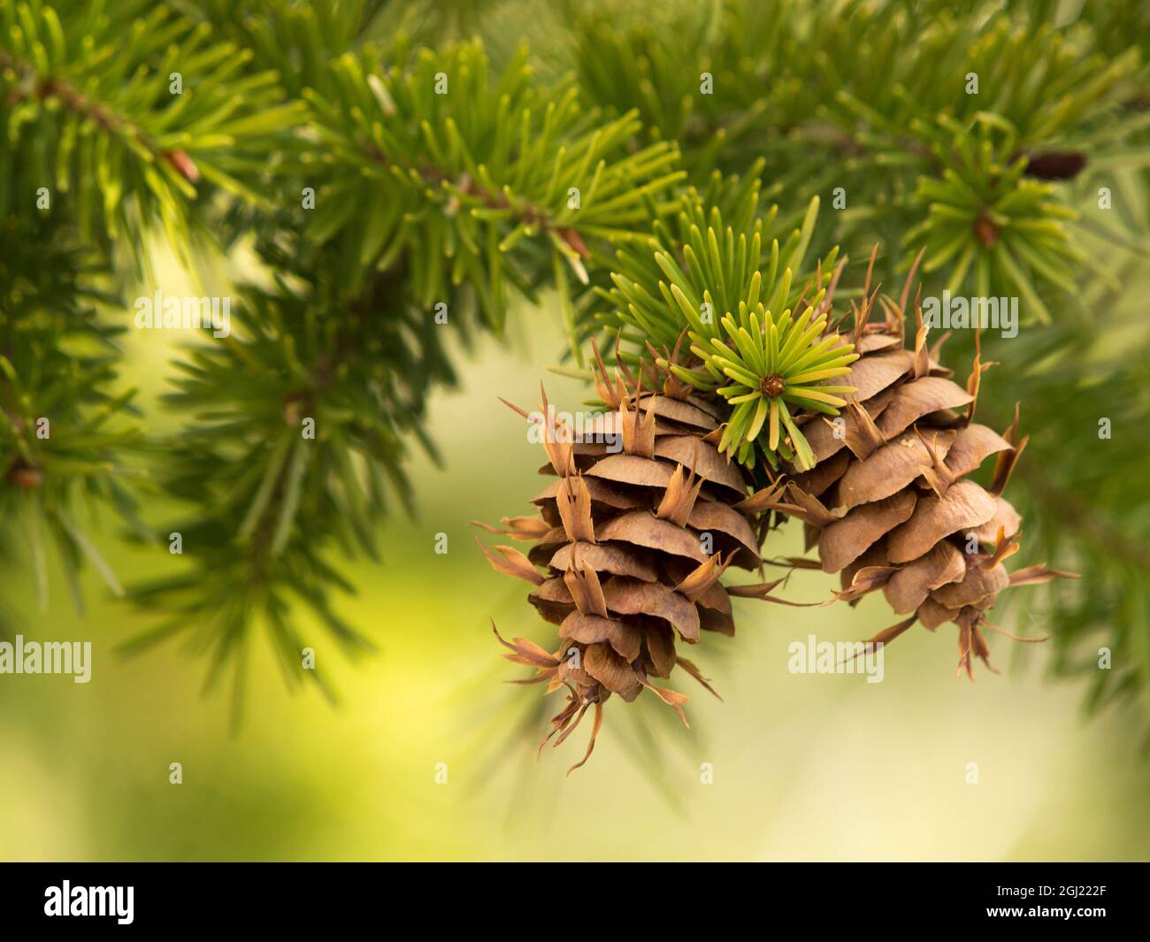 Douglas fir cones, Great Basin National Park, Nevada Stock Photo