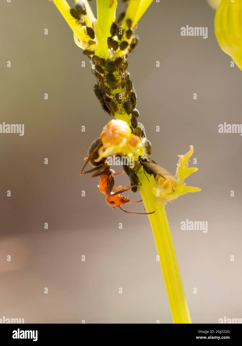 Ants tending aphids, insect 'farmers' with their 'cows', Great Basin