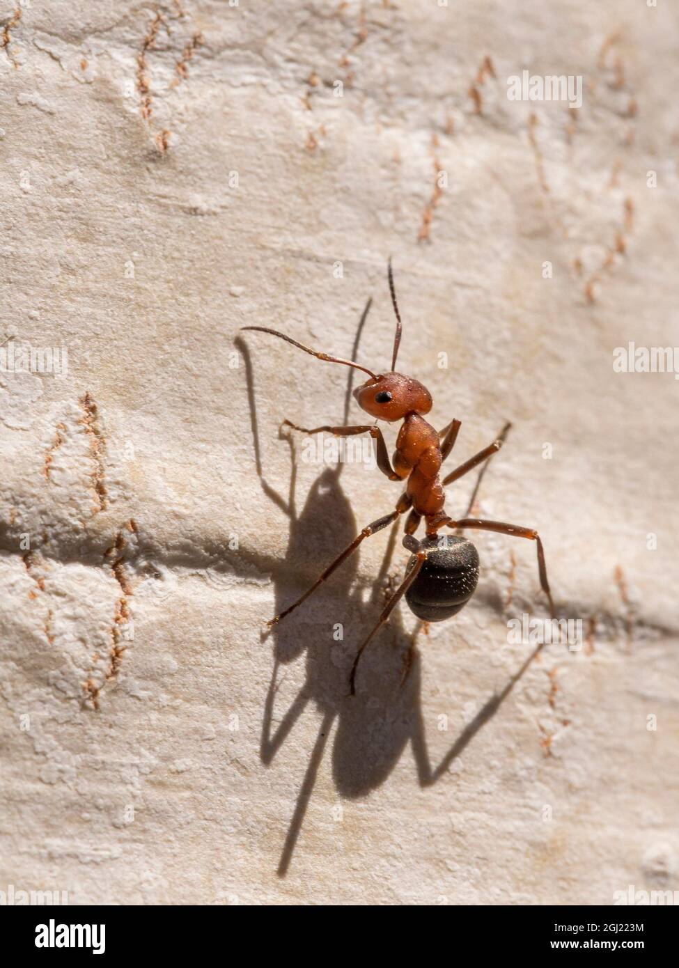 Wood ant (genus Formica) with shadow on aspen tree, Great Basin National Park, Nevada Stock