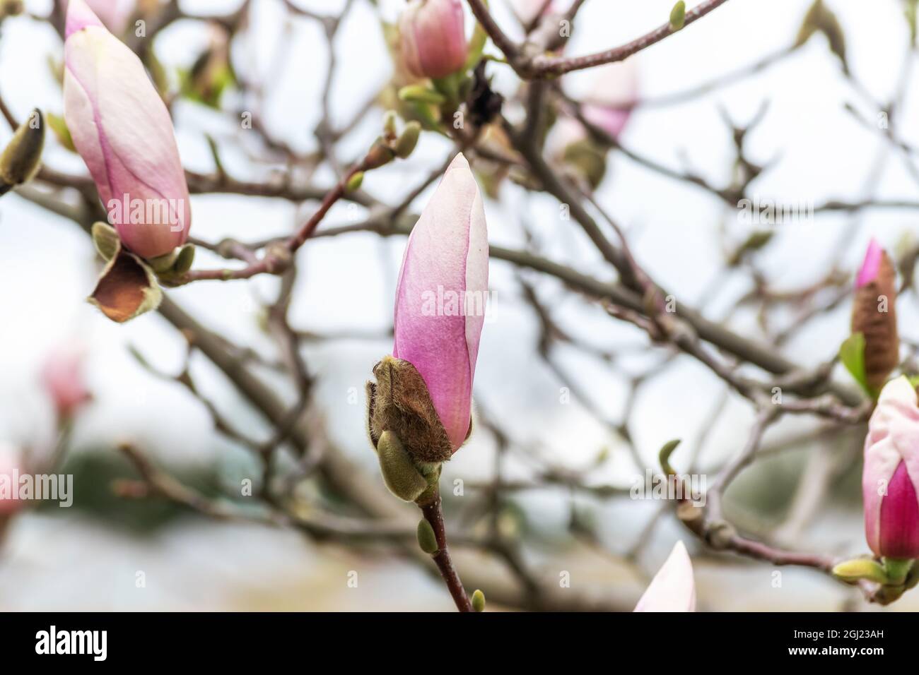 Magnolia tree isolated hi-res stock photography and images - Alamy