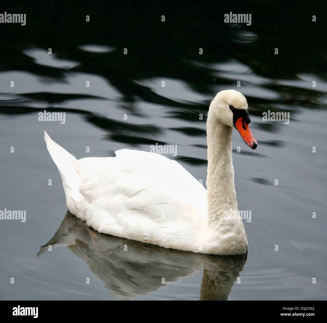 Mingus lake hires stock photography and images Alamy