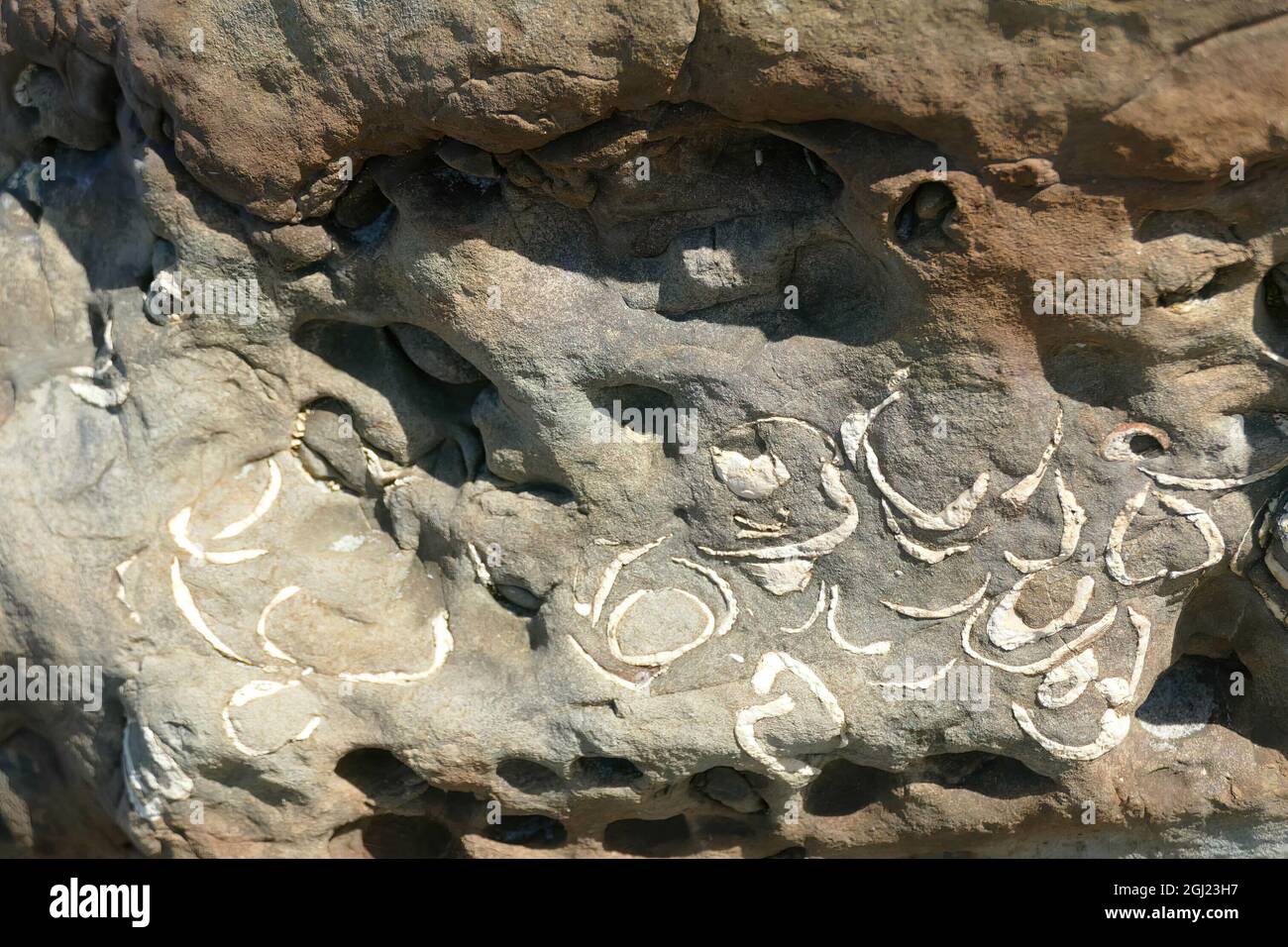 Closeup of clam fossils shells in Oregon coast Stock Photo Alamy
