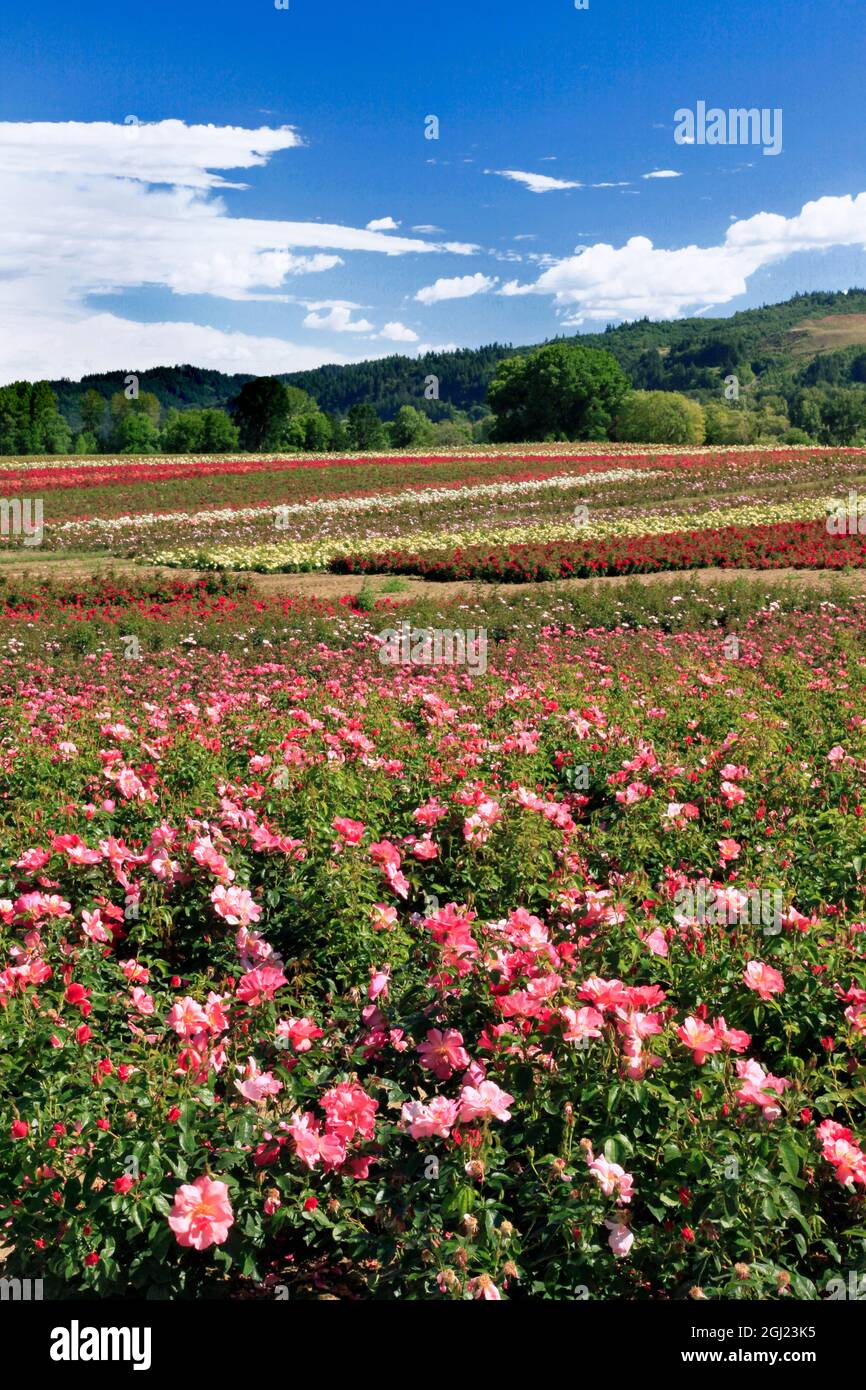 Field of roses hires stock photography and images Alamy