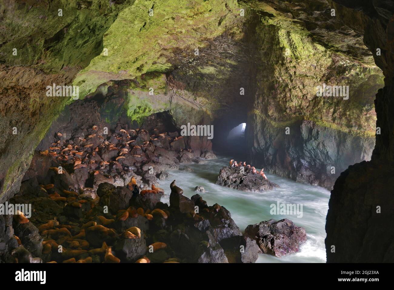 USA, Oregon. Sea lions inside cave on coast. on coast. Stock Photo